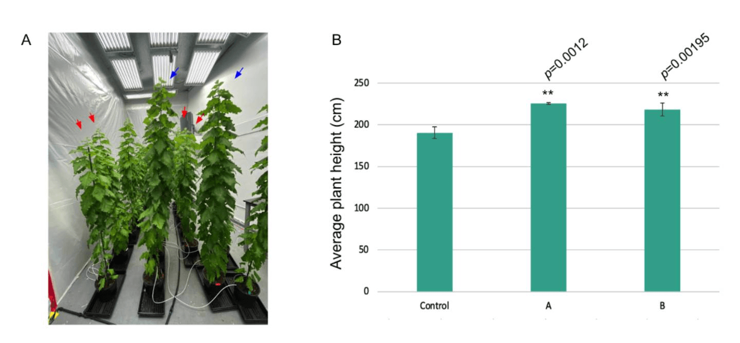 The Green Project: Implementation of Transgenic Forests in Segovia