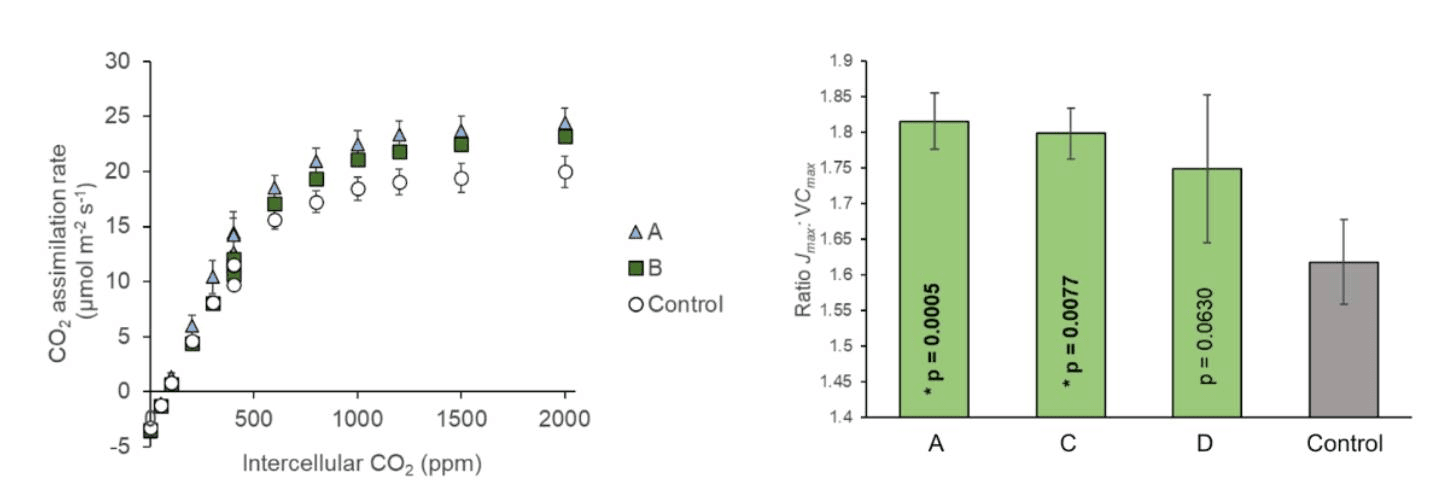 CO₂ Assimilation Rate of Transgenic Poplar Trees Versus Control