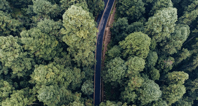 Road across the  forest